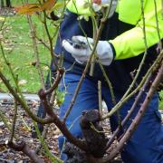 Rose Pruning Demonstration - Springvale Cemetery Gardens