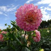 Country Dahlias, Winchelsea