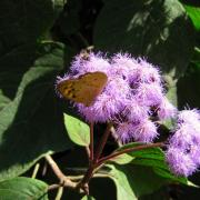 Ferny Creek Horticultural Society - Karwarra