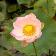 Blue Lotus Watergarden