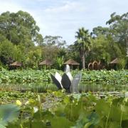 Blue Lotus Water Garden