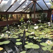 Blue Lotus water Garden