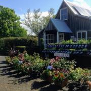 Country Farm Perennials