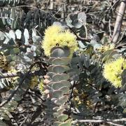 Melton Botanic Gardens