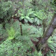 Donna Buang Rainforest Gallery and Skywalk