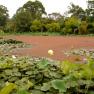 Blue Lotus Watergarden