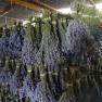 Warratina Lavender Farm