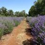 Warratina Lavender Farm