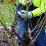 Rose Pruning Demonstration - Springvale Cemetery Gardens