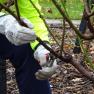 Rose Pruning Demonstration - Springvale Cemetery Gardens