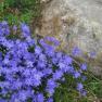 Ferny Creek Horticultural Society - Karwarra