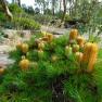 Royal Botanic Gardens Cranbourne 