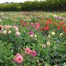 Country Dahlias, Winchelsea