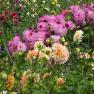 Country Dahlias, Winchelsea