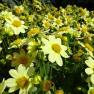 Country Dahlias, Winchelsea