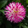 Country Dahlias, Winchelsea