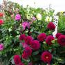 Country Dahlias, Winchelsea