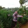 Mornington Community Garden