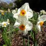 Fitzroy Gardens