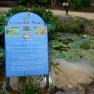 Blue Lotus Water Garden