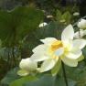 Blue Lotus Water Garden