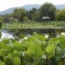 Blue Lotus Water Garden