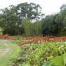 Blue Lotus Water Garden