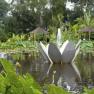 Blue Lotus Water Garden