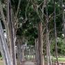 Cruden Farm, Langwarrin