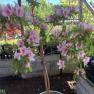 Riddles Creek Nursery