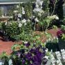 Riddells Creek Nursery