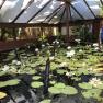 Blue Lotus water Garden