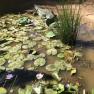 Blue Lotus water Garden