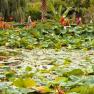 Blue Lotus Watergarden