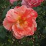Mornington Botanical Rose Garden