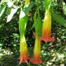Ferny Creek Horticultural Society - Karwarra