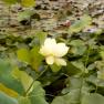 Blue Lotus Watergarden