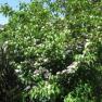 Ferny Creek Horticultural Society - Karwarra