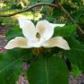 Ferny Creek Horticultural Society - Karwarra