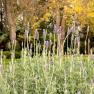 Geelong Botanic Gardens