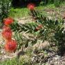 Ferny Creek Horticultural Society - Karwarra