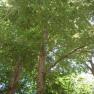 Alfred Nicholas Memorial Gardens