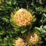 Ferny Creek Horticultural Society - Karwarra