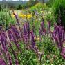 Ferny Creek Horticultural Society - Karwarra