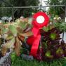 Royal Horticultural Society of Victoria - Hanging Basket Competition