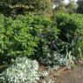 Country Farm Perennials