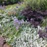 Country Farm Perennials
