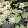 Blue Lotus water Garden