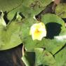 Blue Lotus water Garden