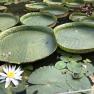 Blue Lotus water Garden